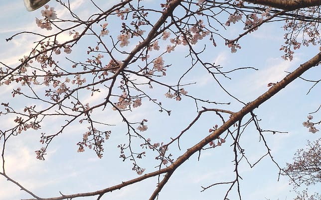 上米公園　桜